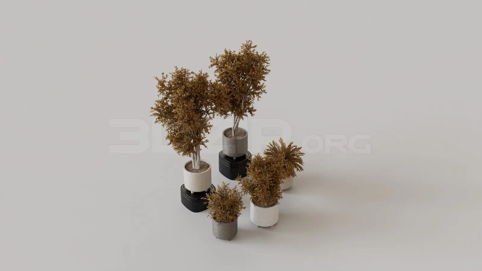 Plant