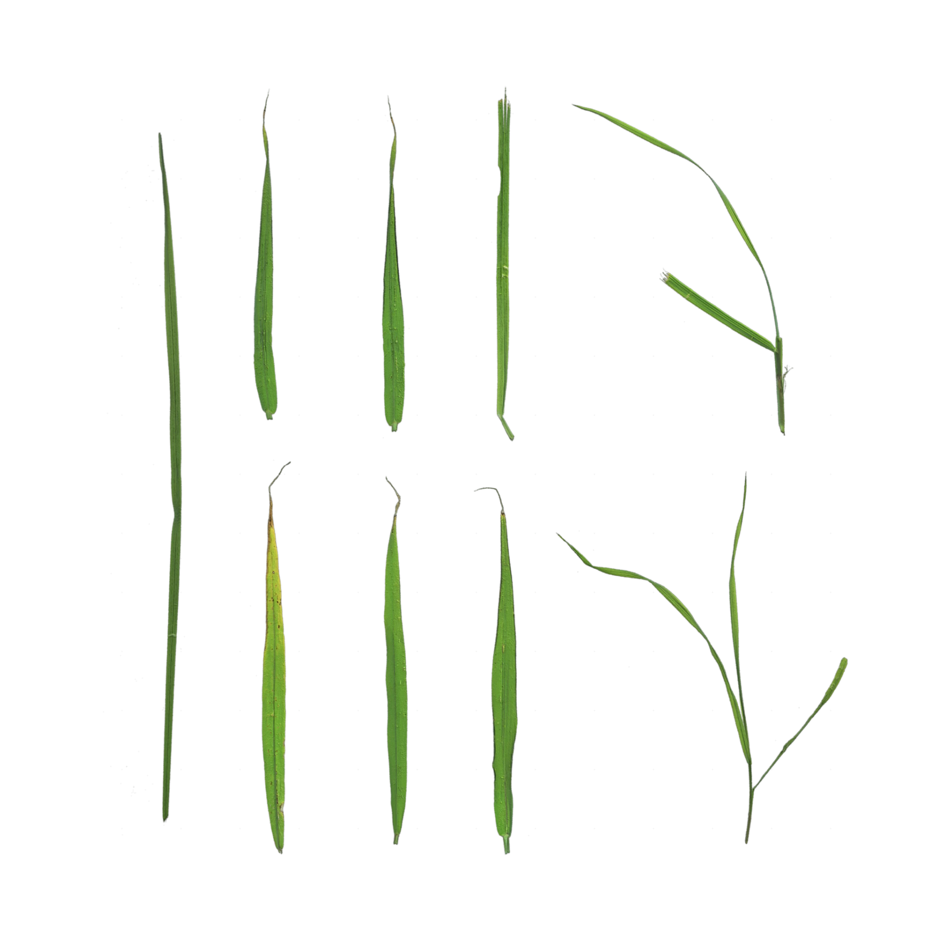 Foliage 006