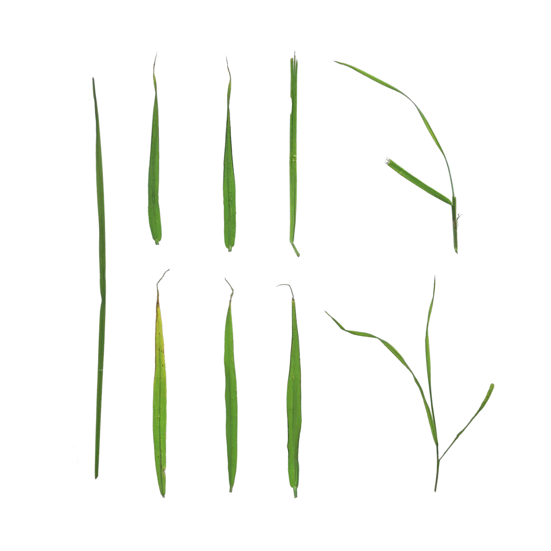 Foliage 006