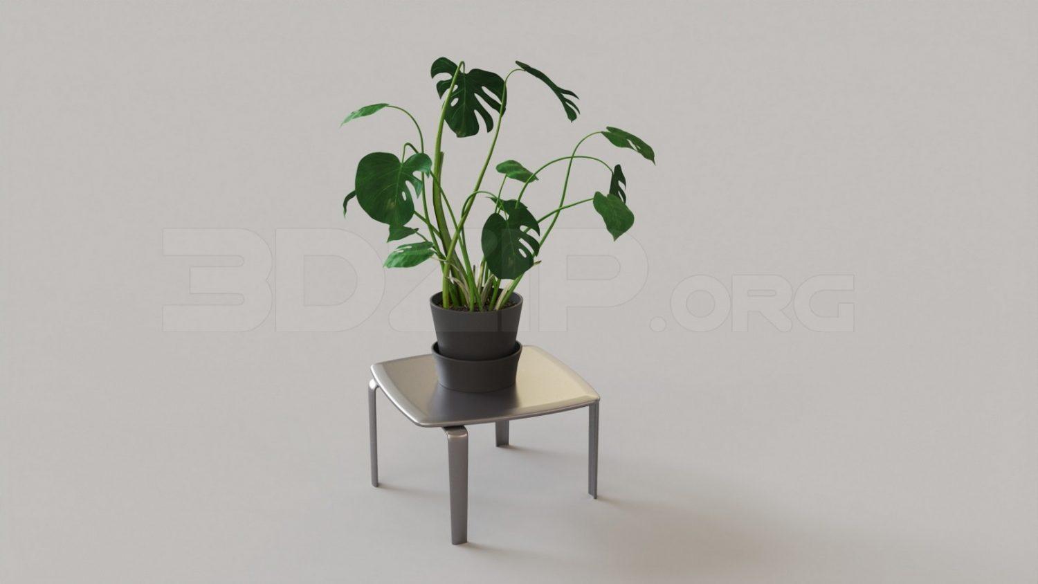 Plant