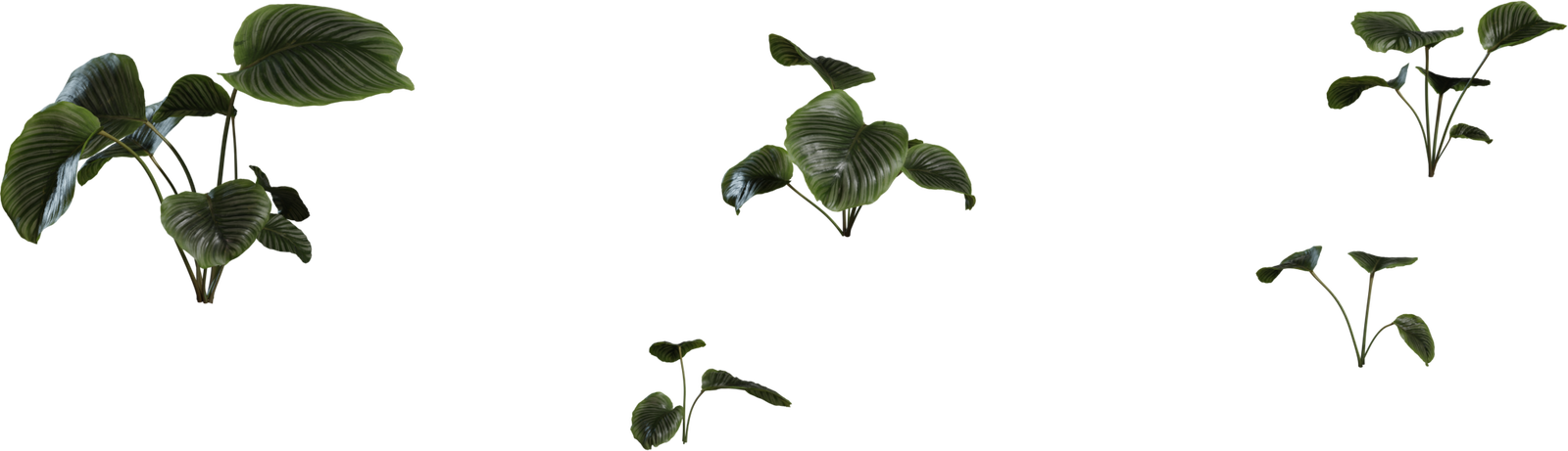 Calathea Orbifolia 1