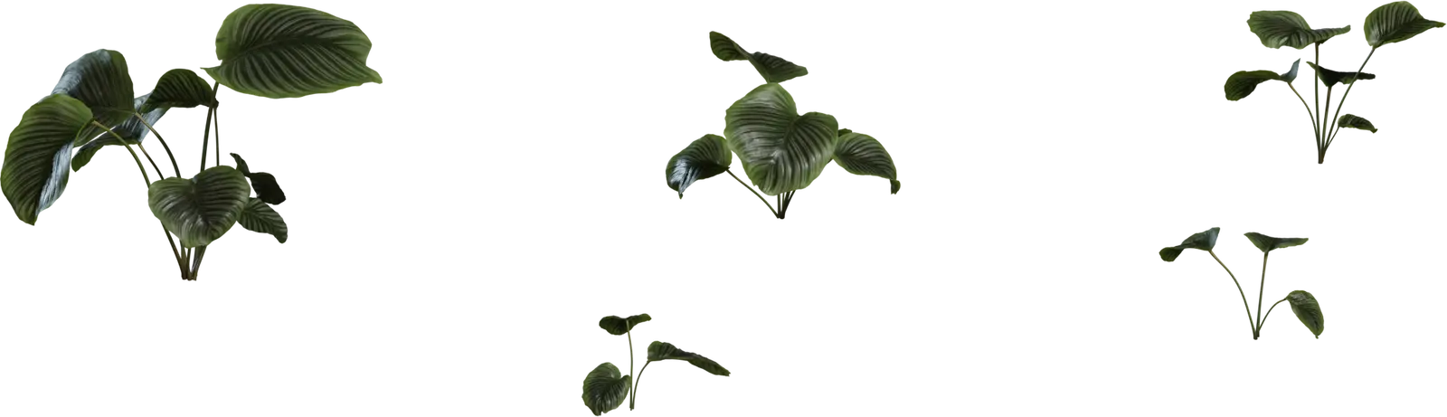 Calathea Orbifolia 1