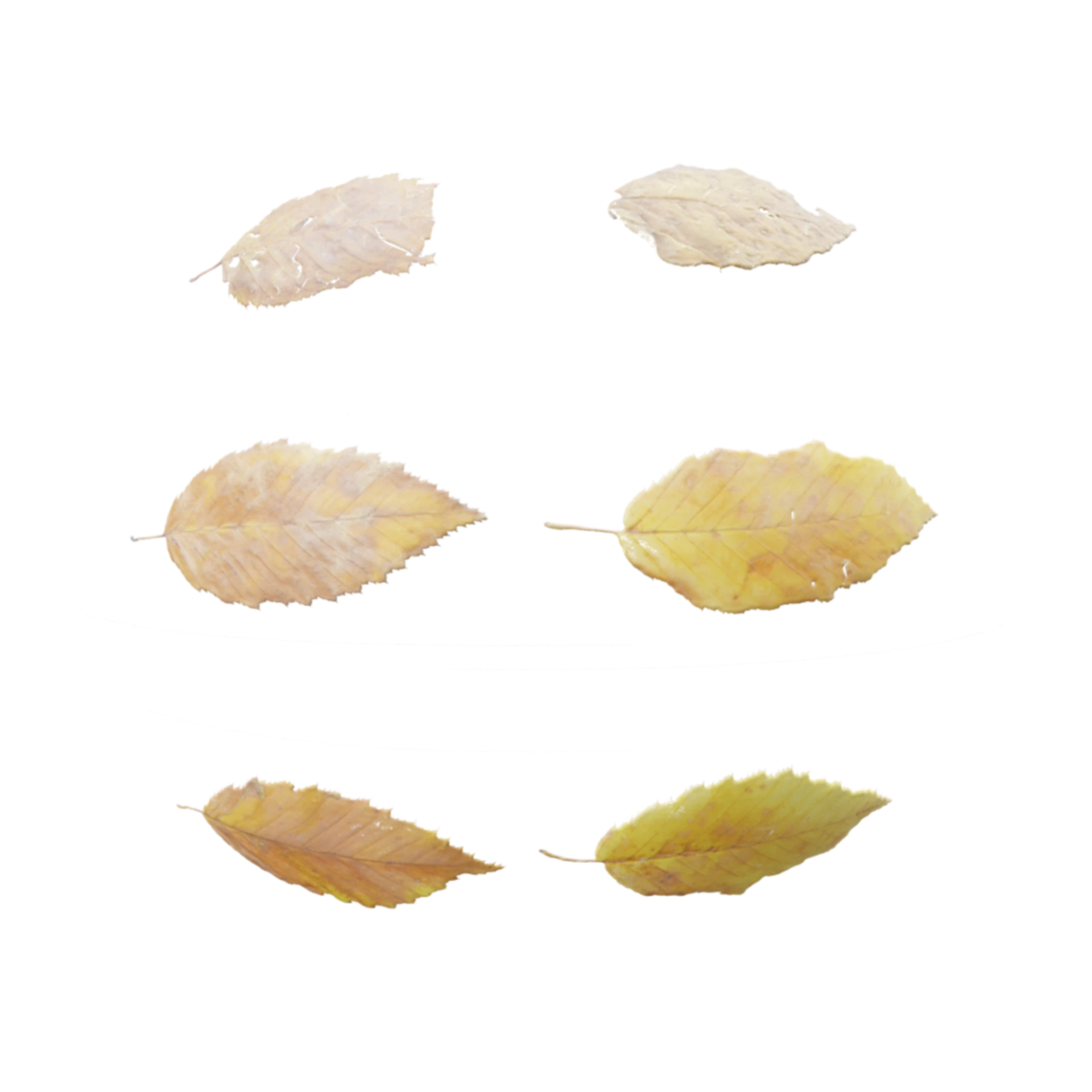 Leaf Set 008