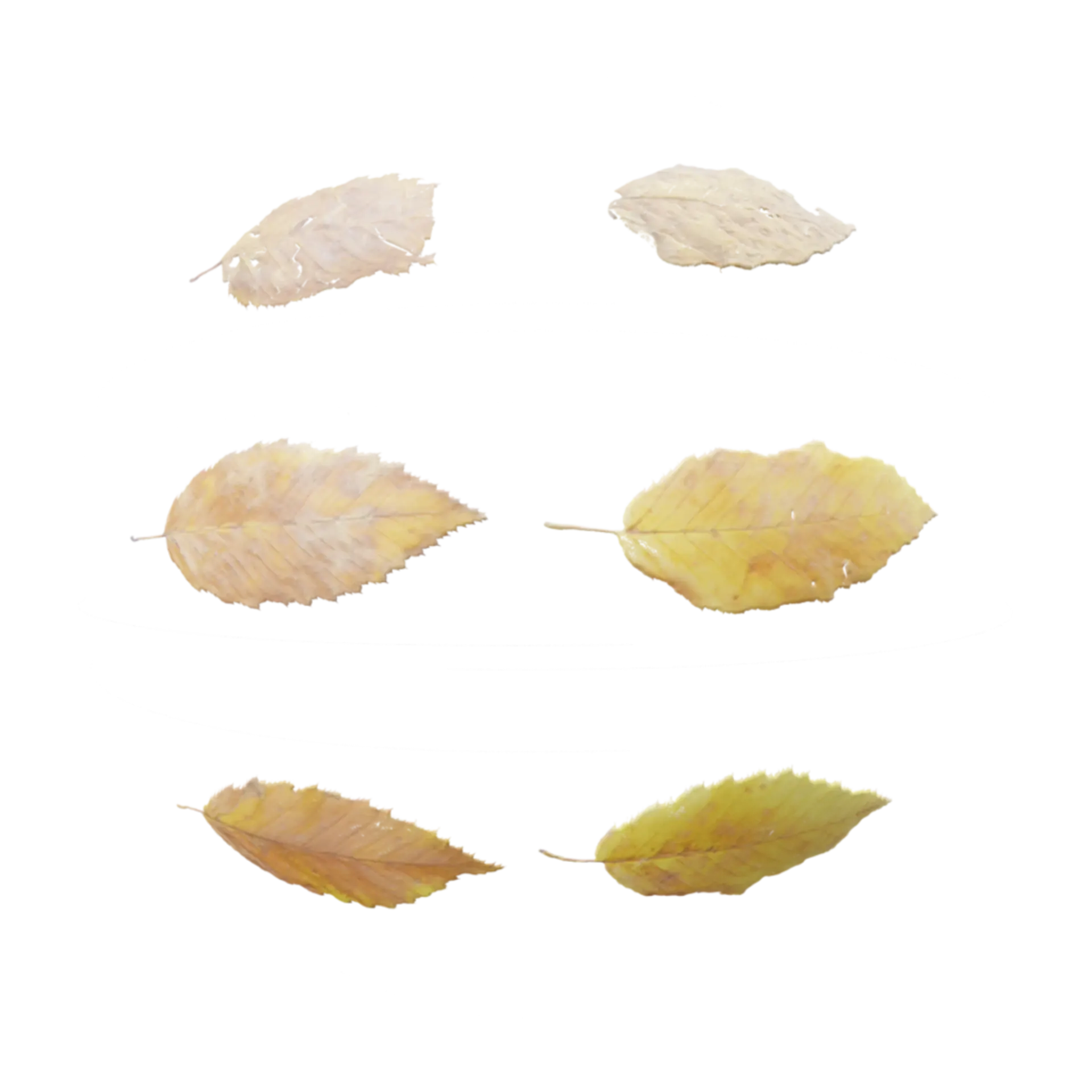 Leaf Set 008