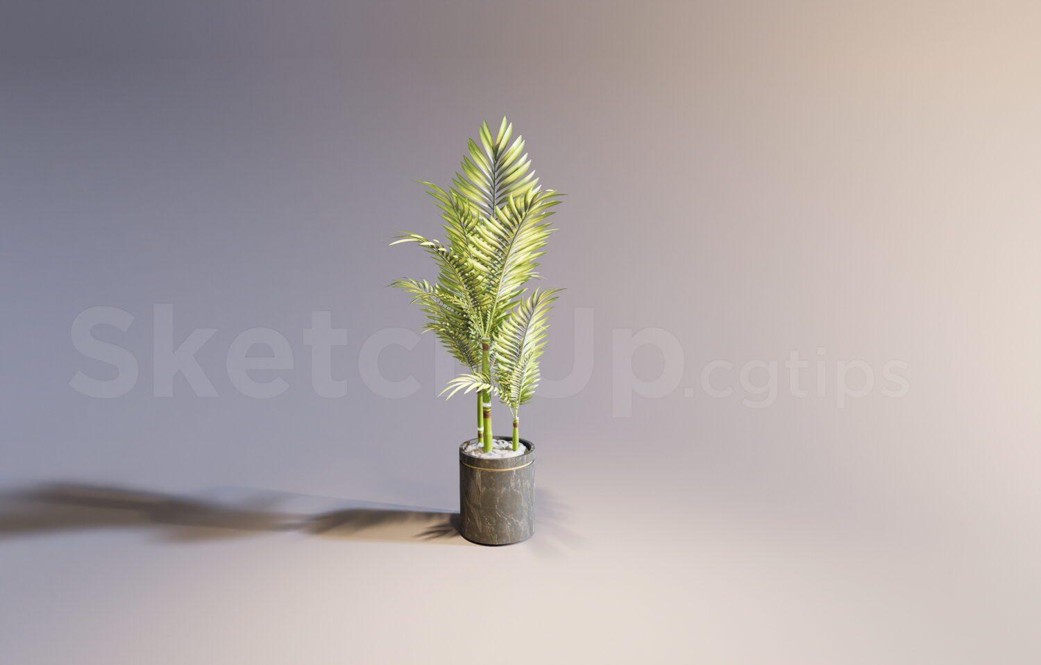 Plant