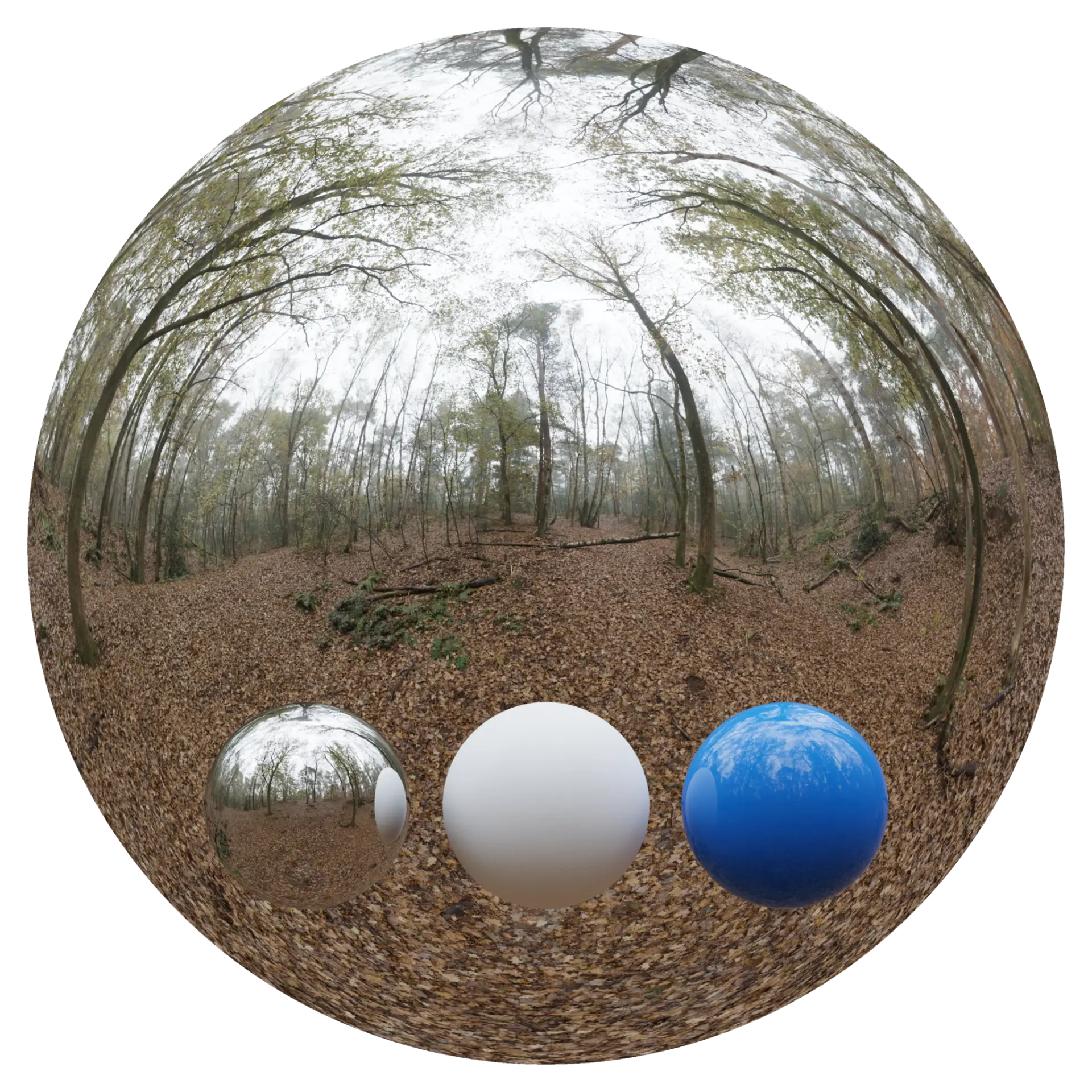 Day Environment HDRI 005