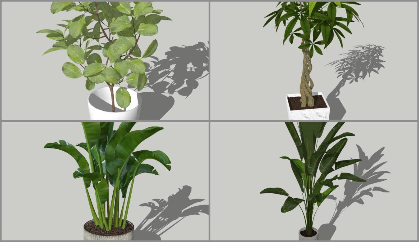 Plant