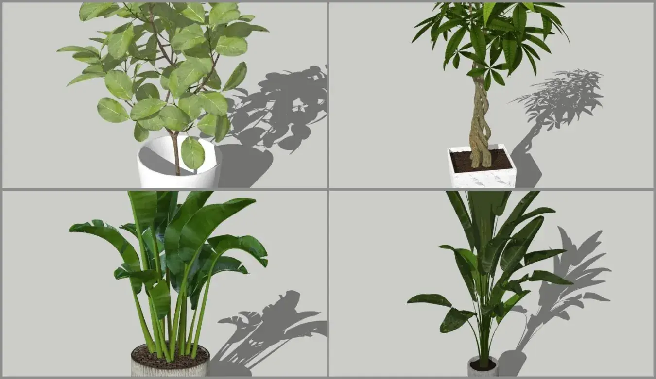 Plant