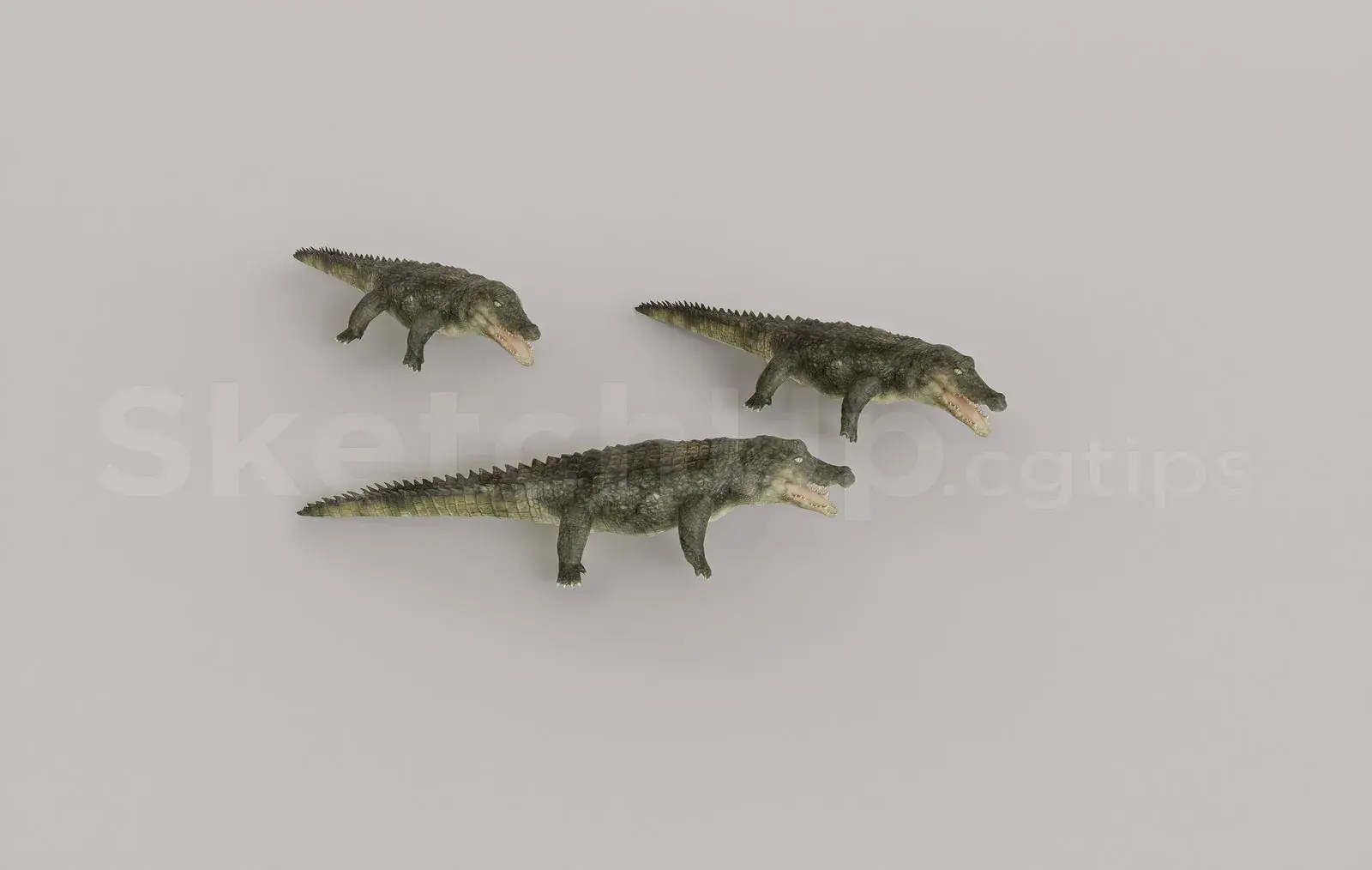 Animal
