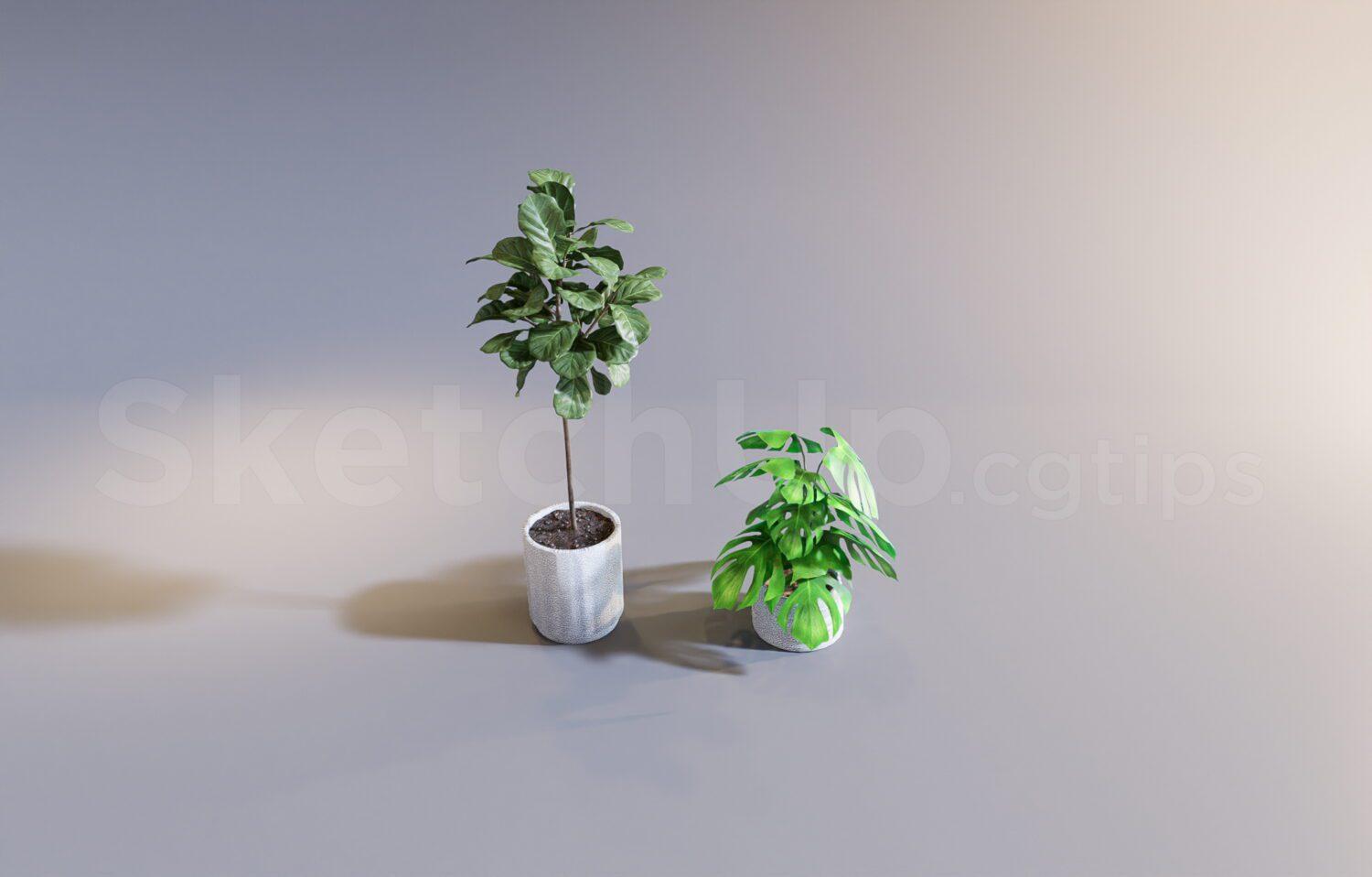 Plant