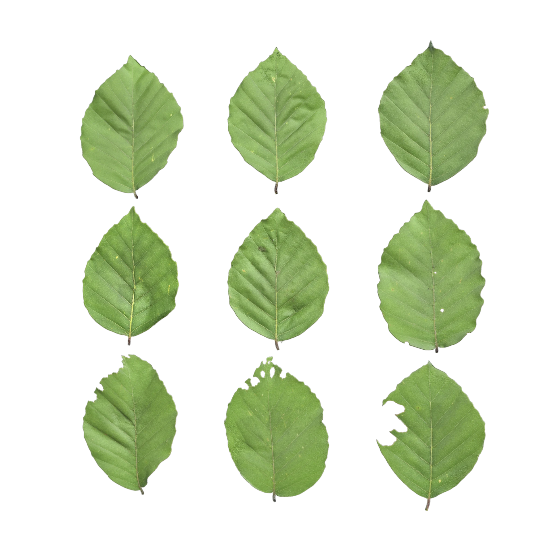 Leaf Set 024