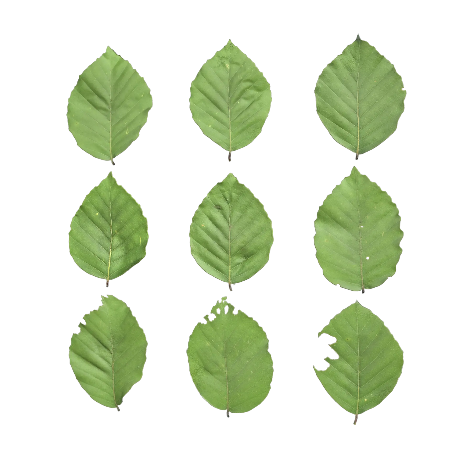 Leaf Set 024