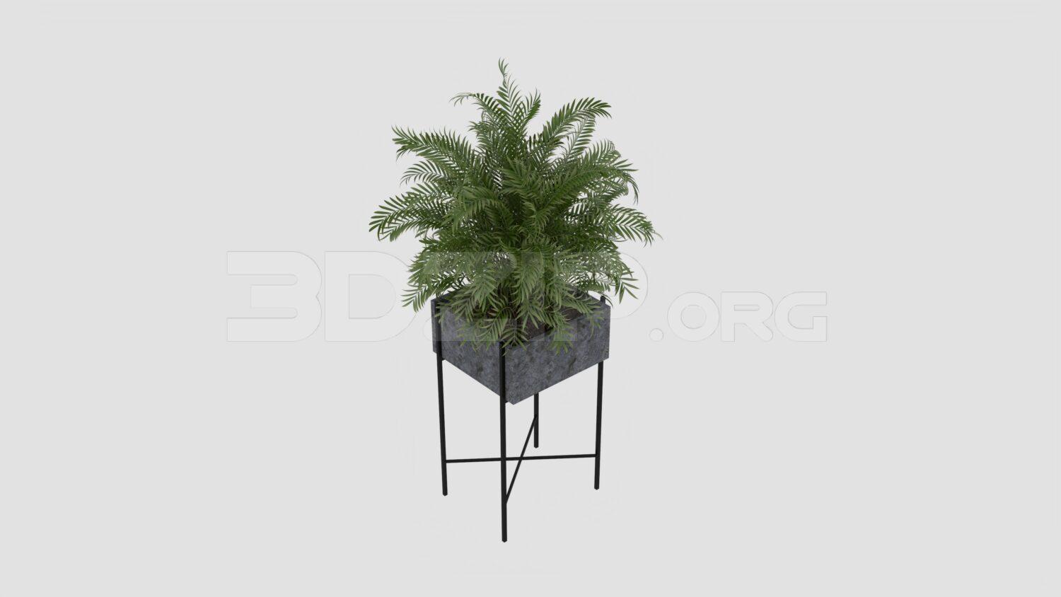 Plant