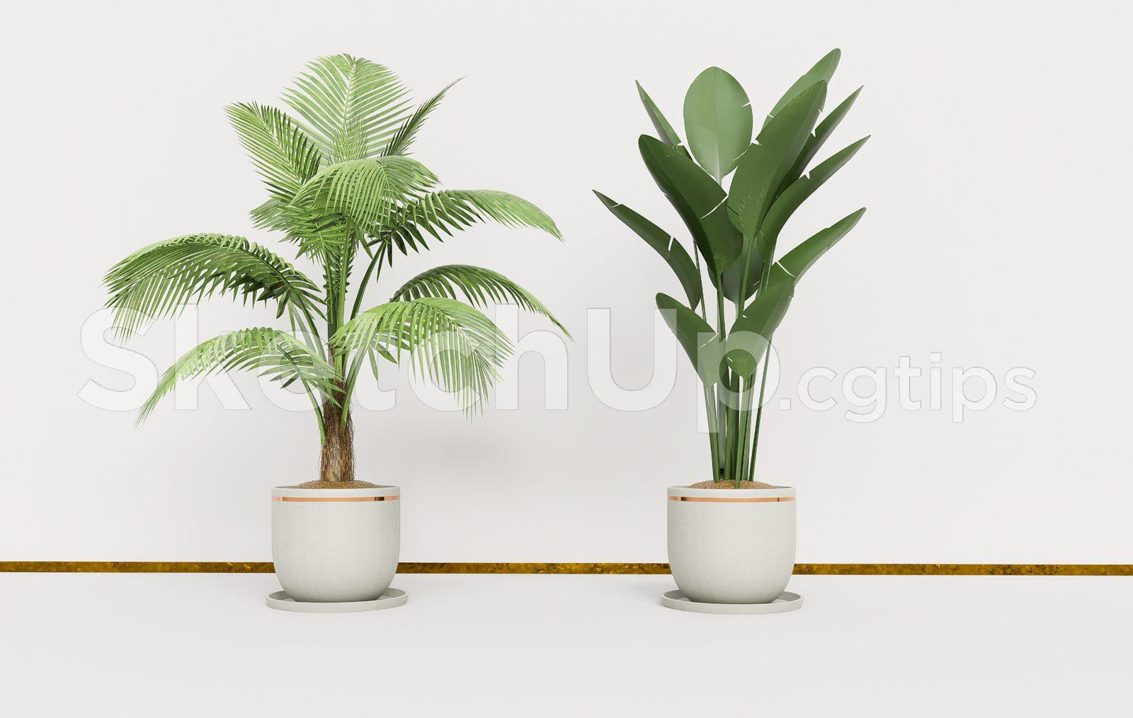 Plant