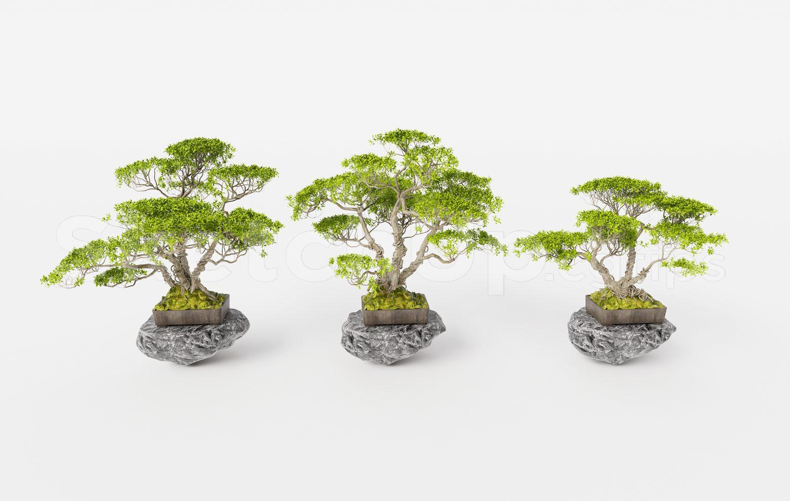 BonSai Tree