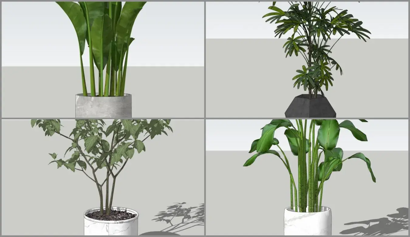 Plant