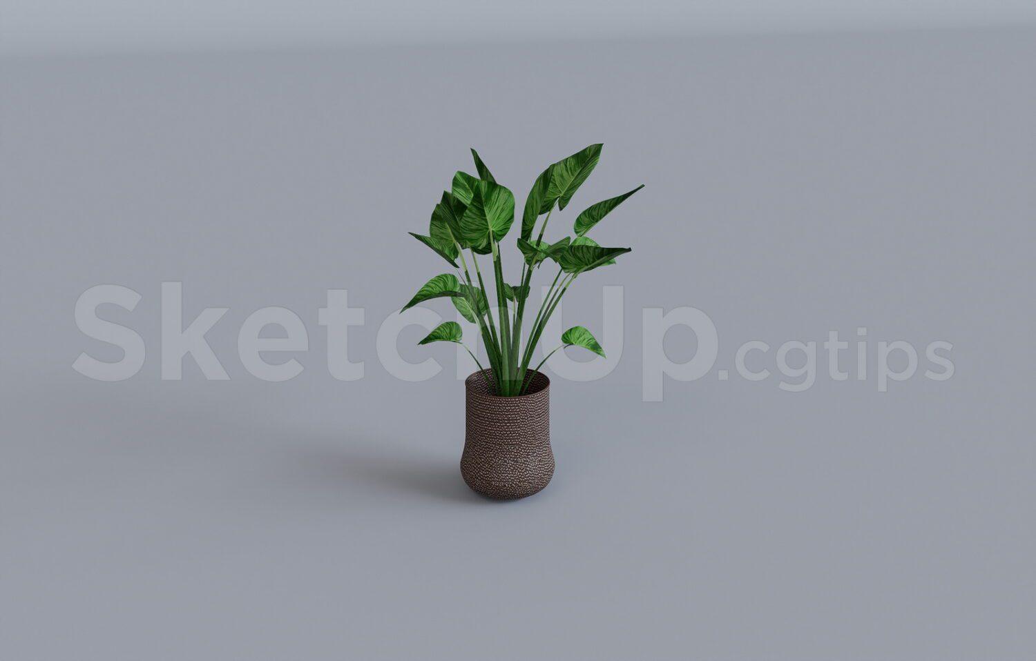 Plant