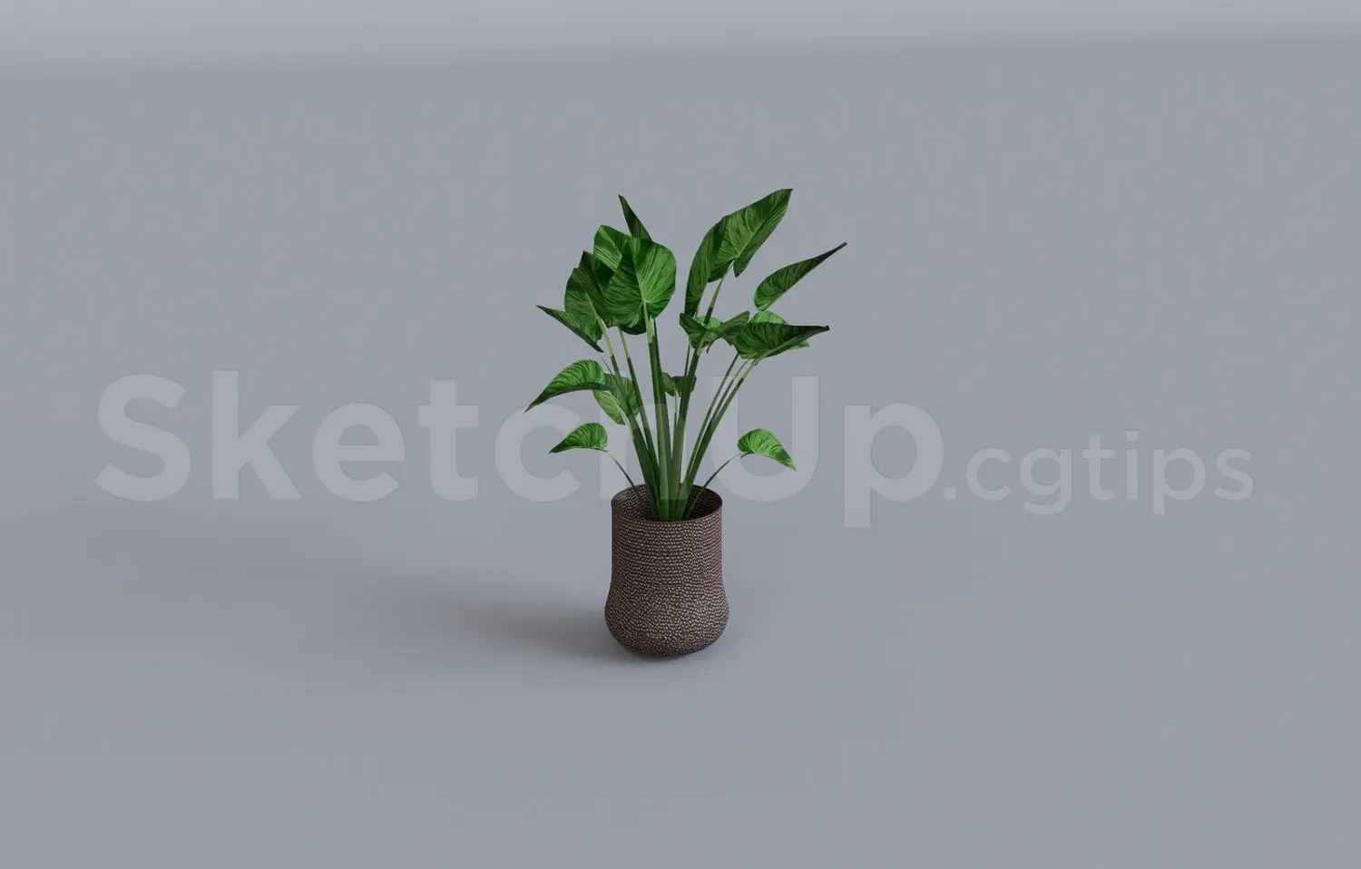 Plant