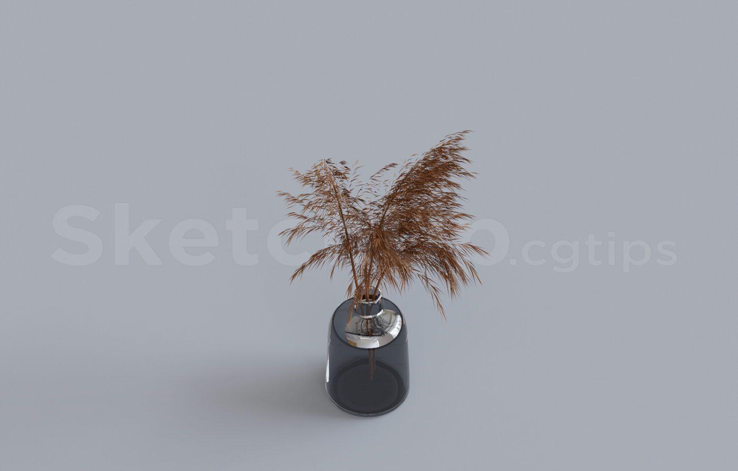 Pampas Grass