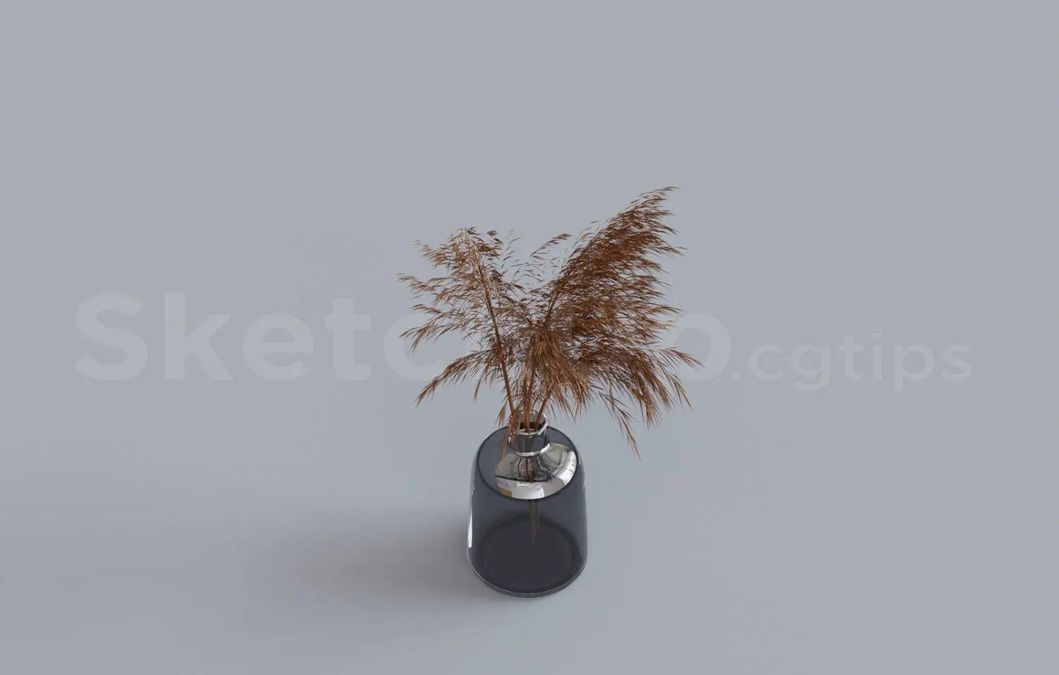 Pampas Grass