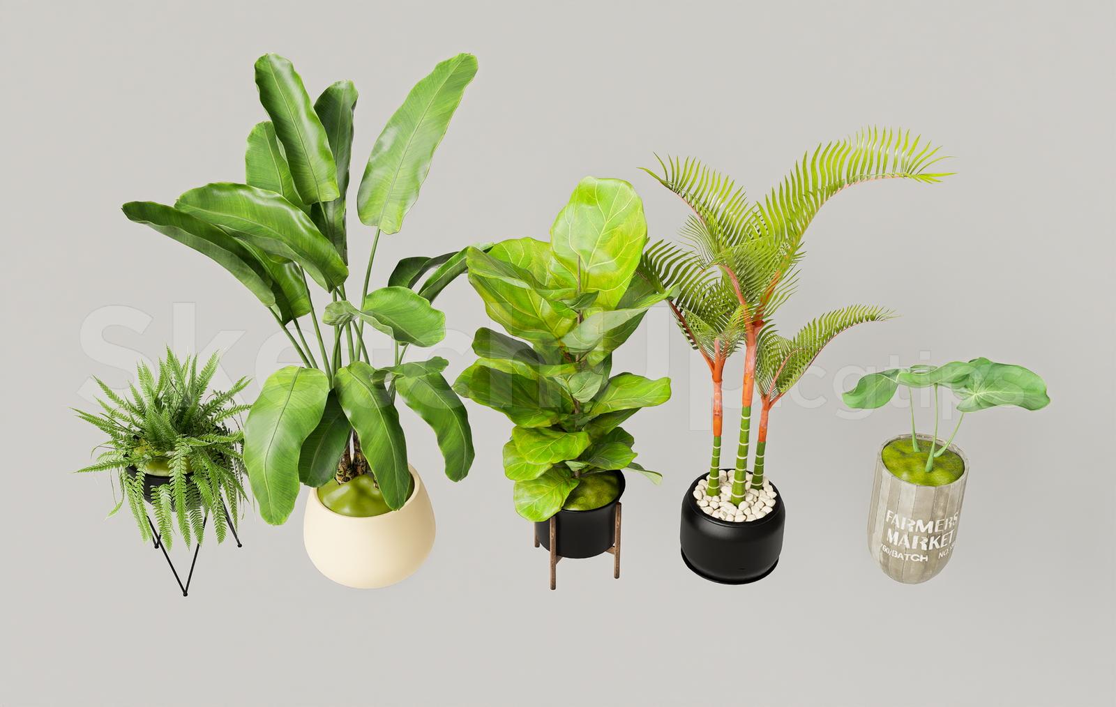 Plant