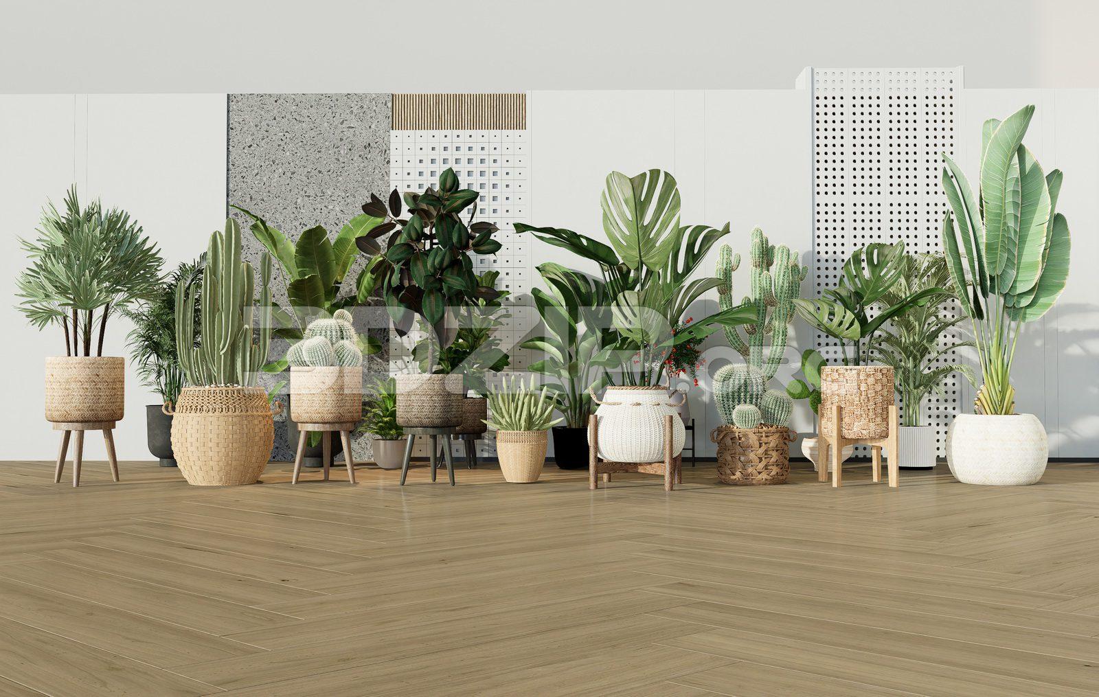 Plants