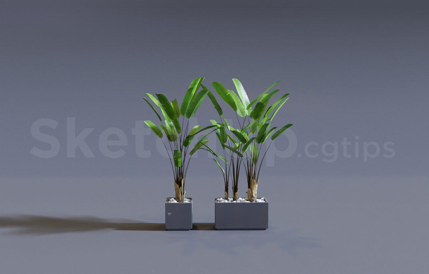 Plant