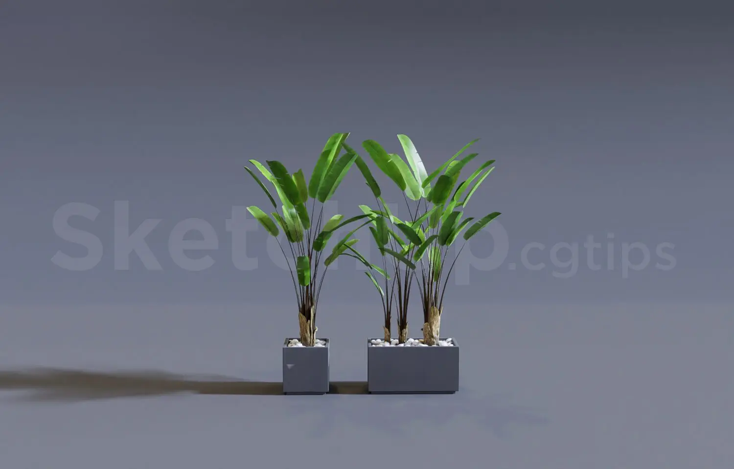 Plant — preview 1 (cgtips, CC0)