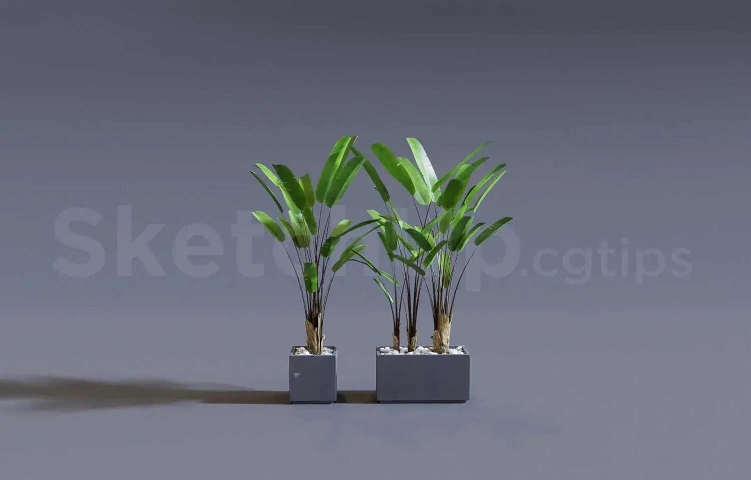 Plant