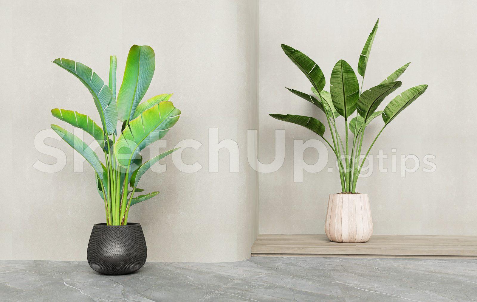 Plant