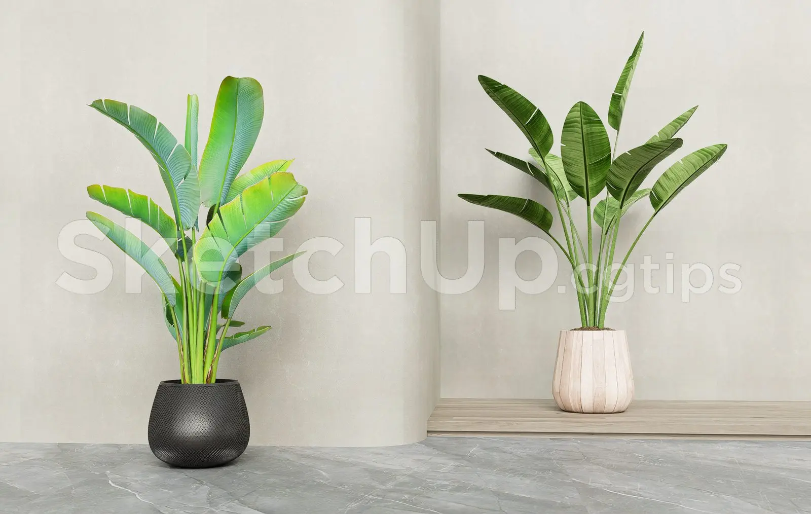 Plant