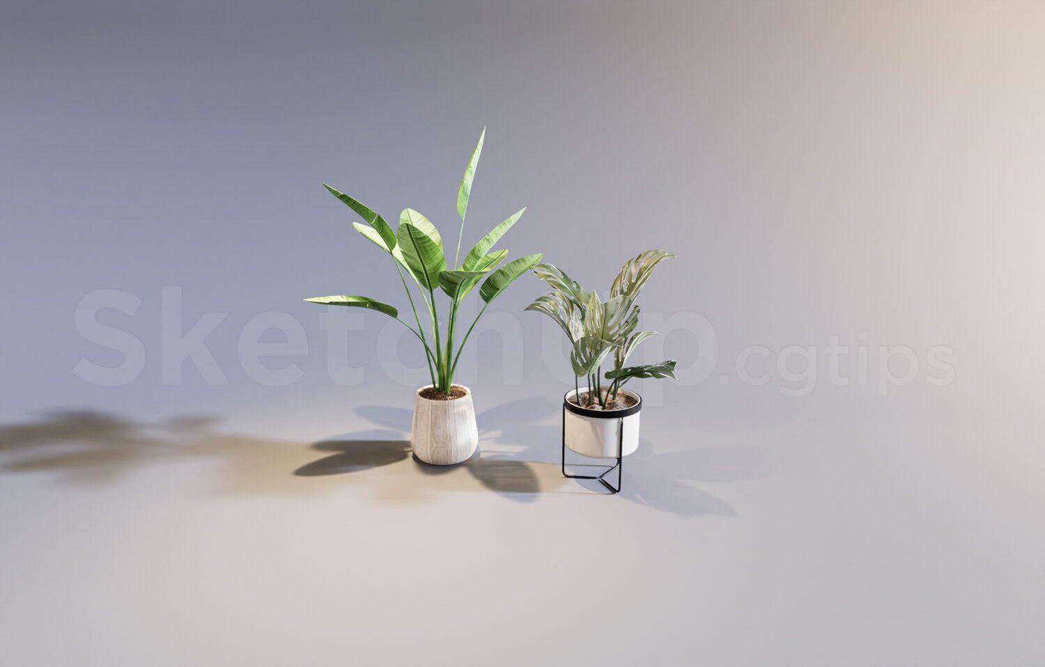 Plant