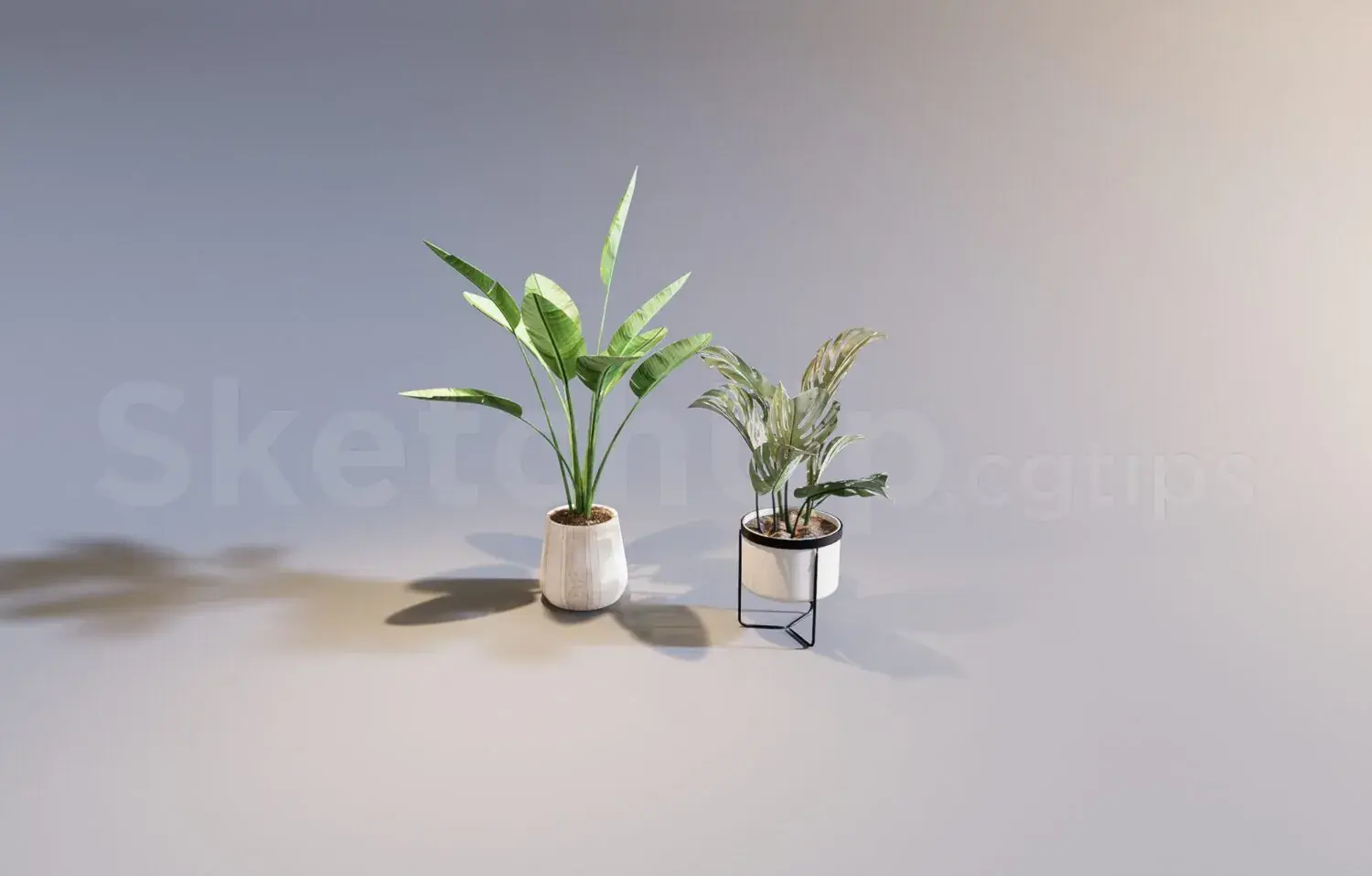 Plant