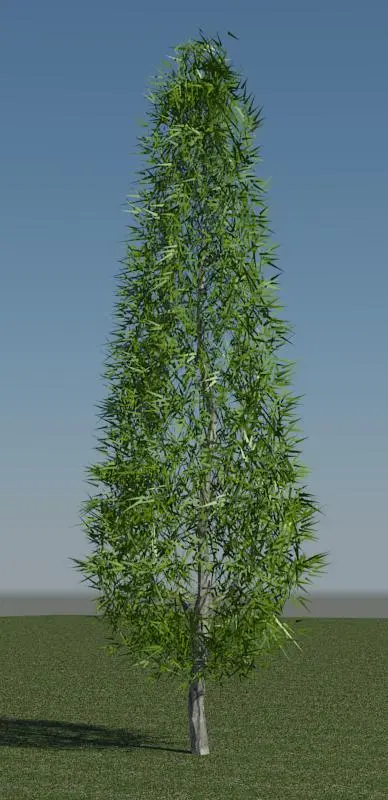3D Pine