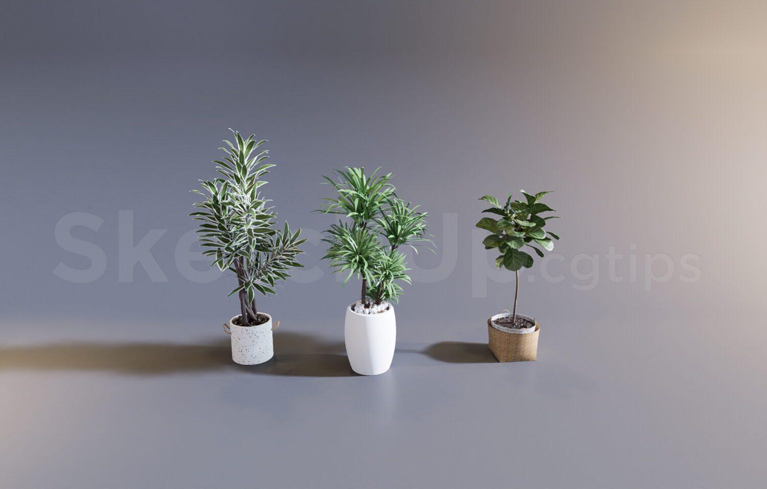 Plant