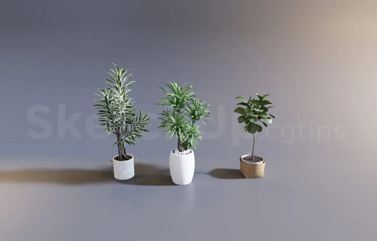 Plant