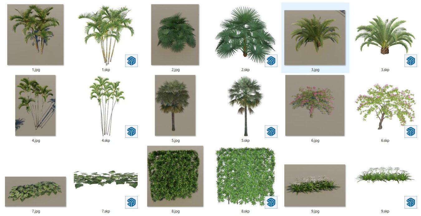 Plant
