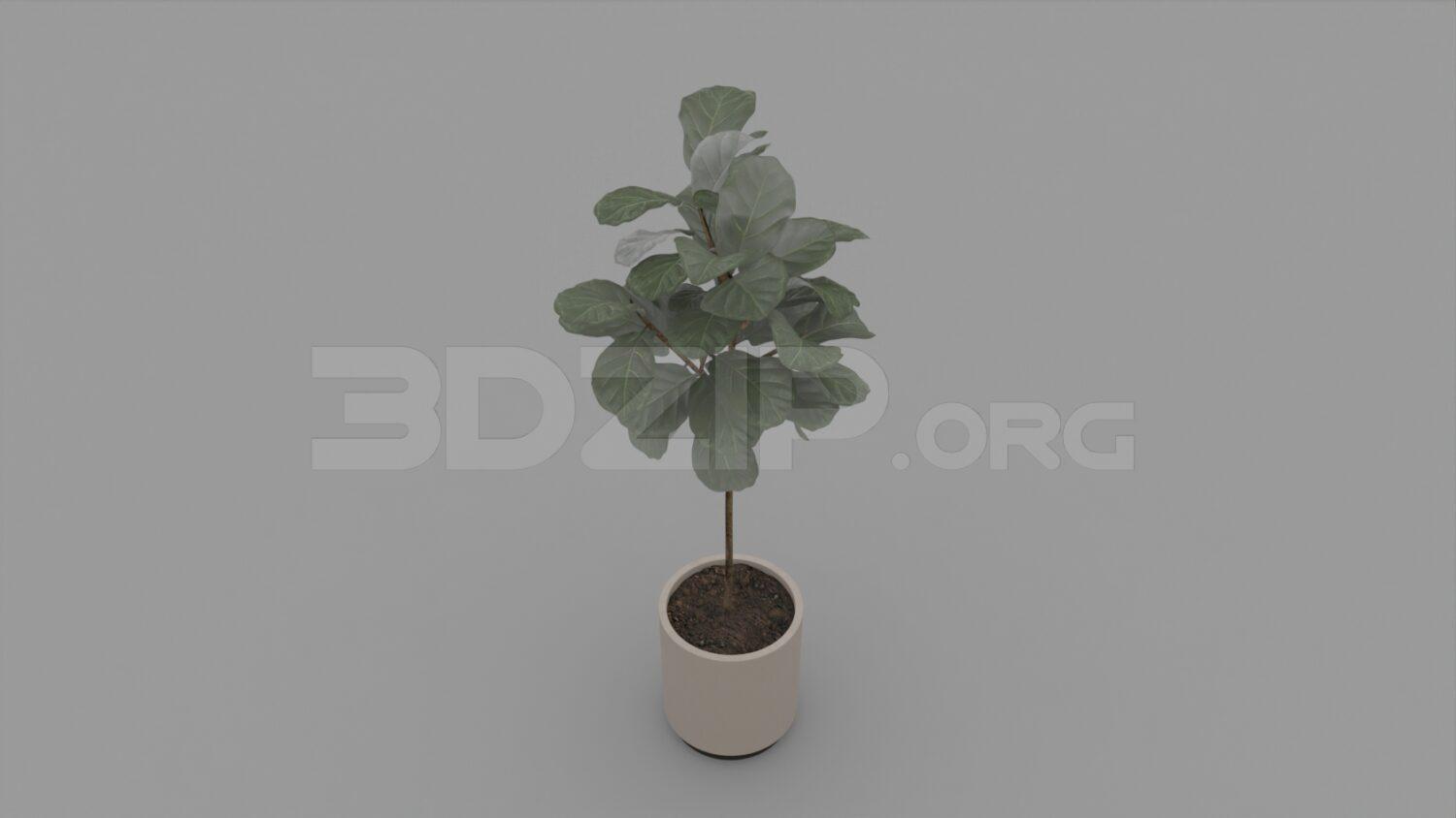 Plant