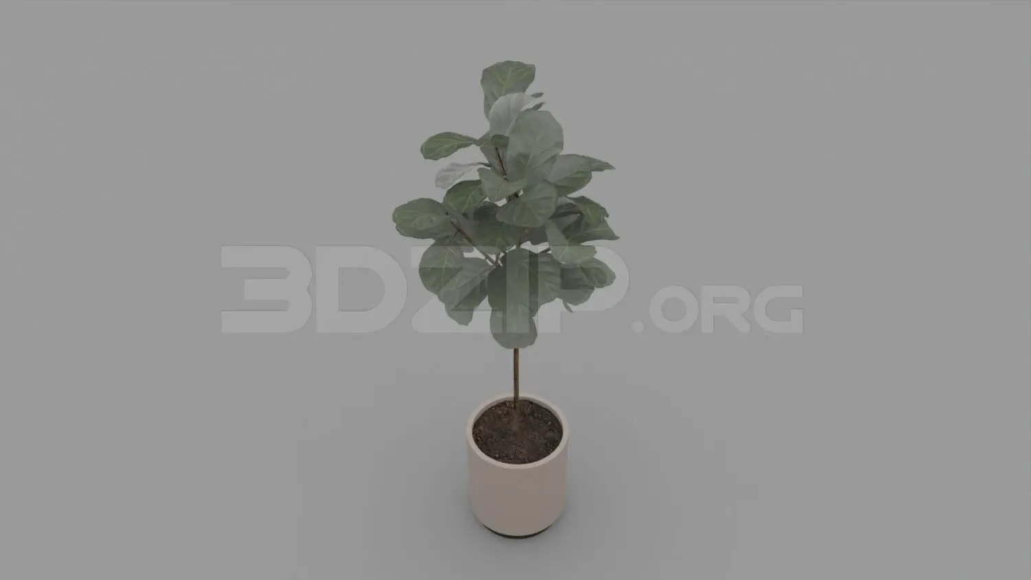 Plant