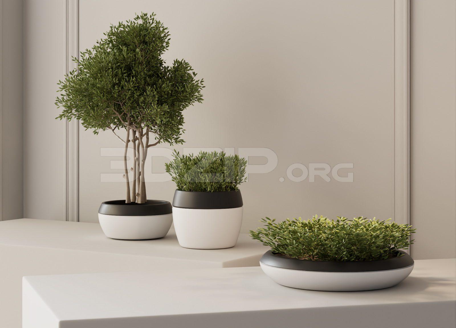 Plant