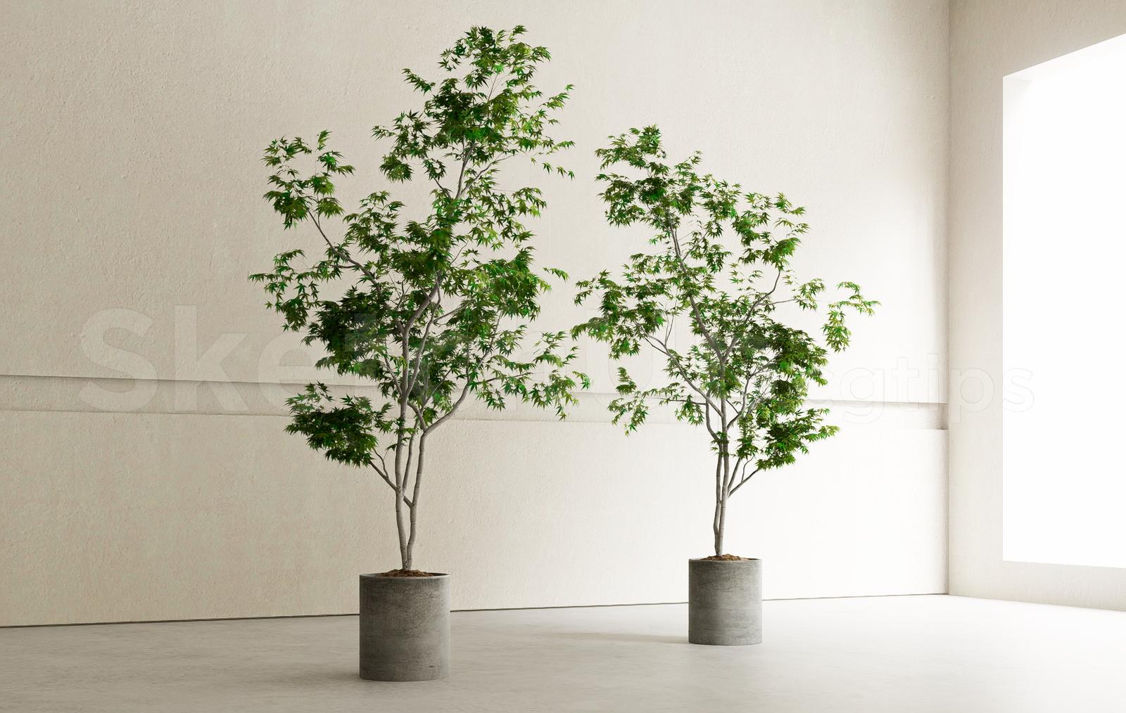 Plant