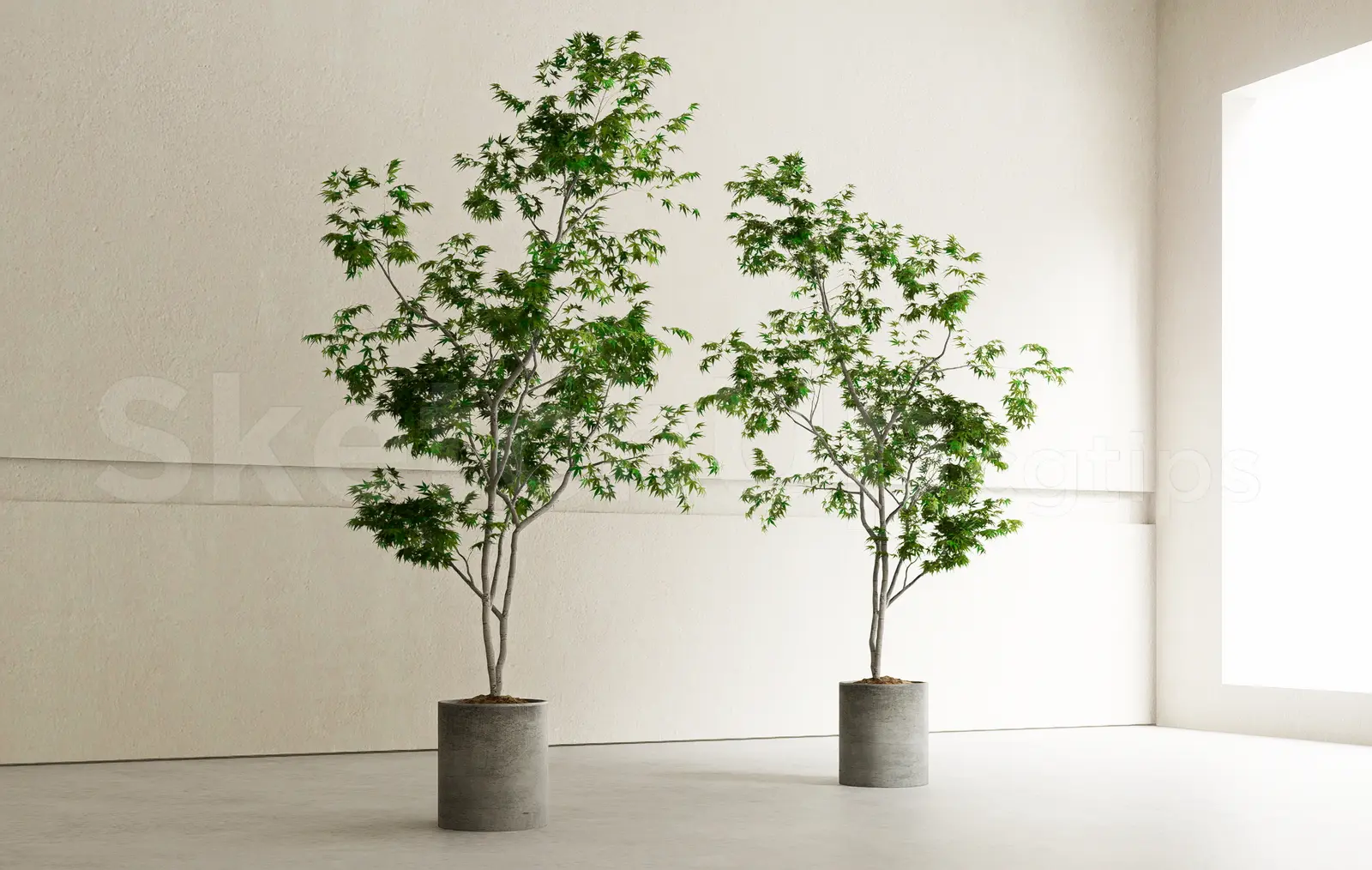 Plant