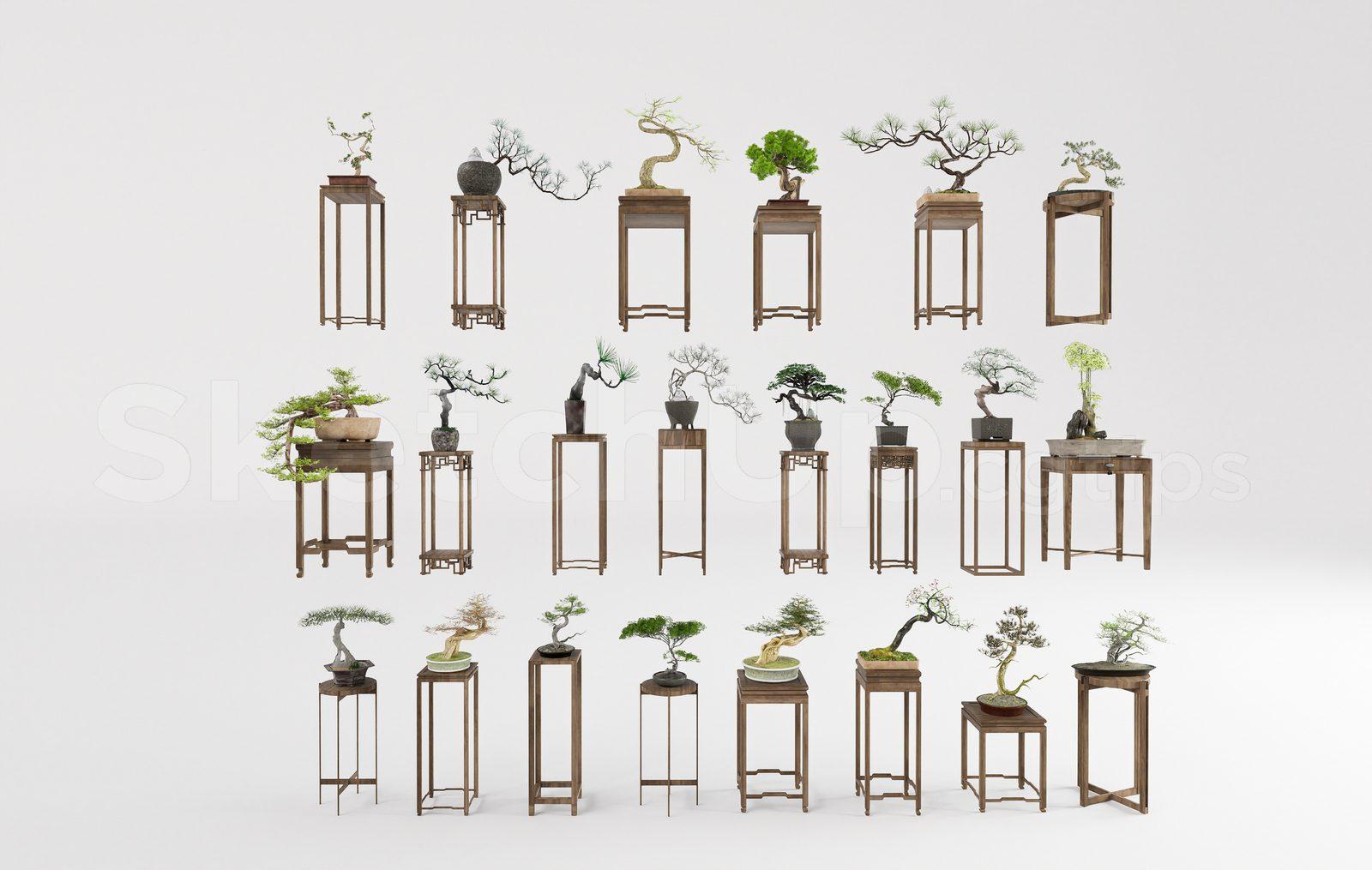 BonSai Tree