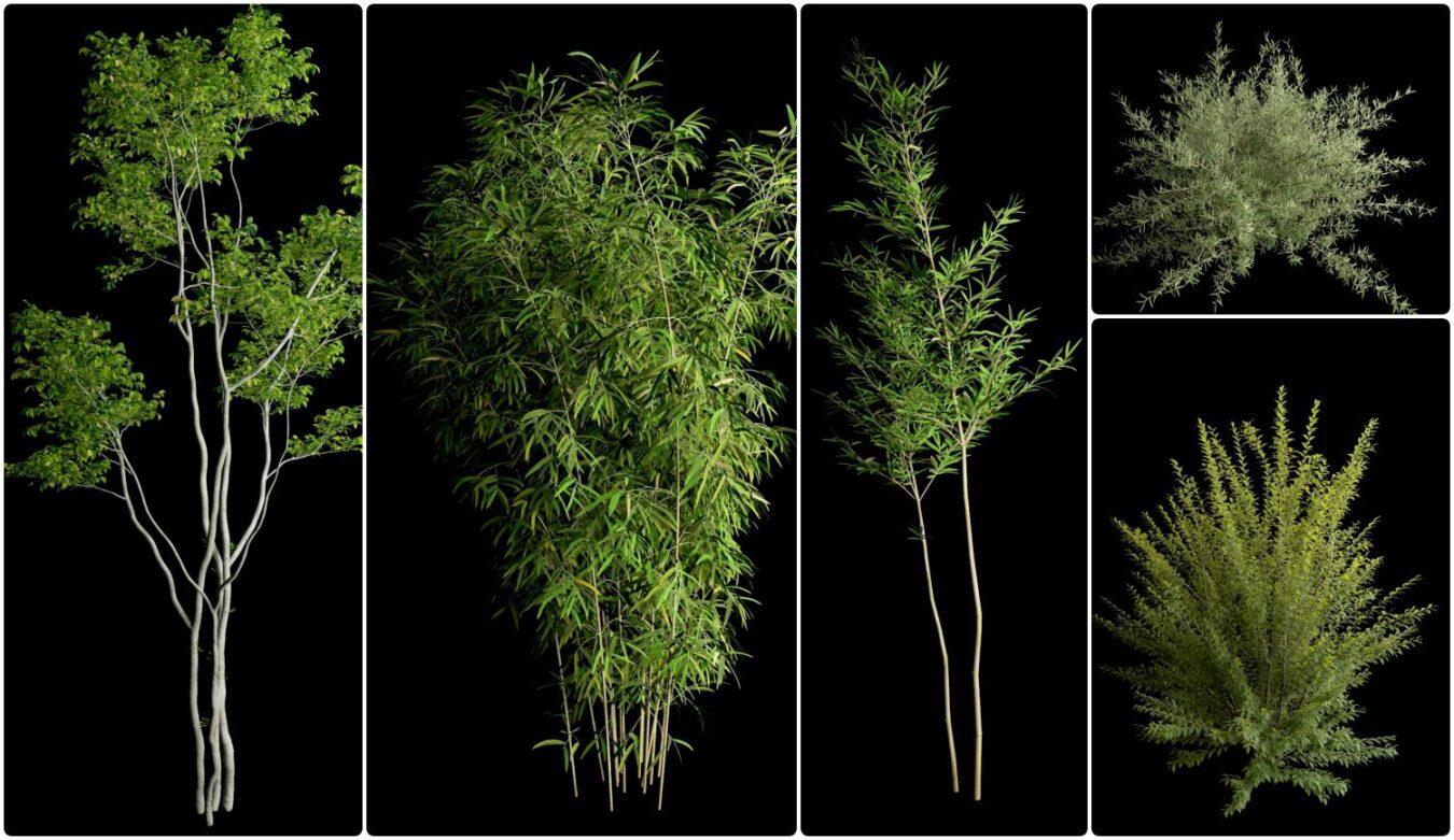 Tree Proxy