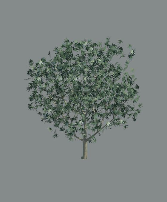 A_tree40s