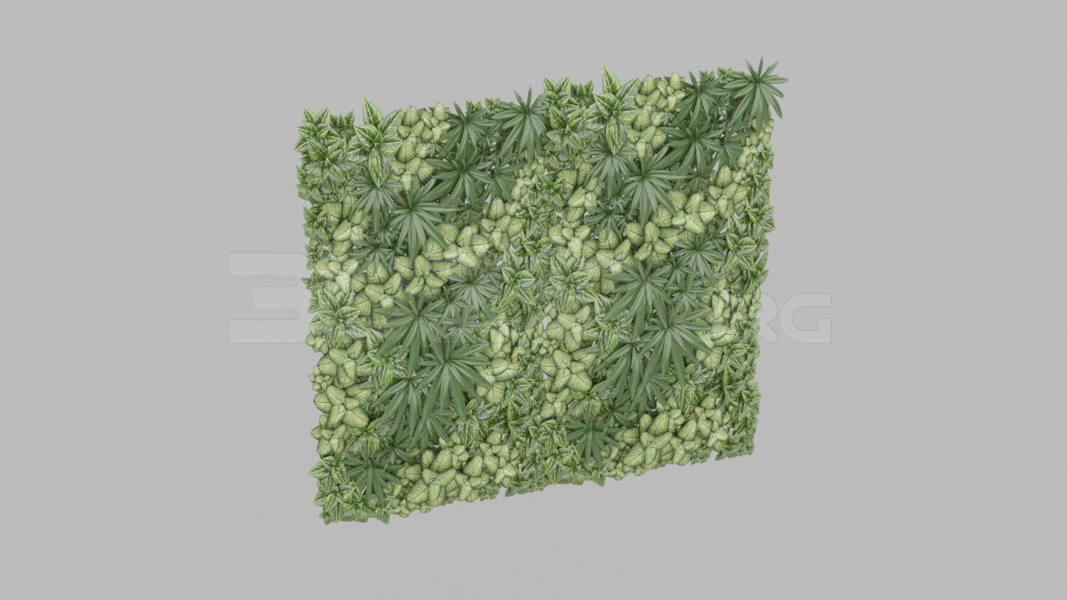 Plant