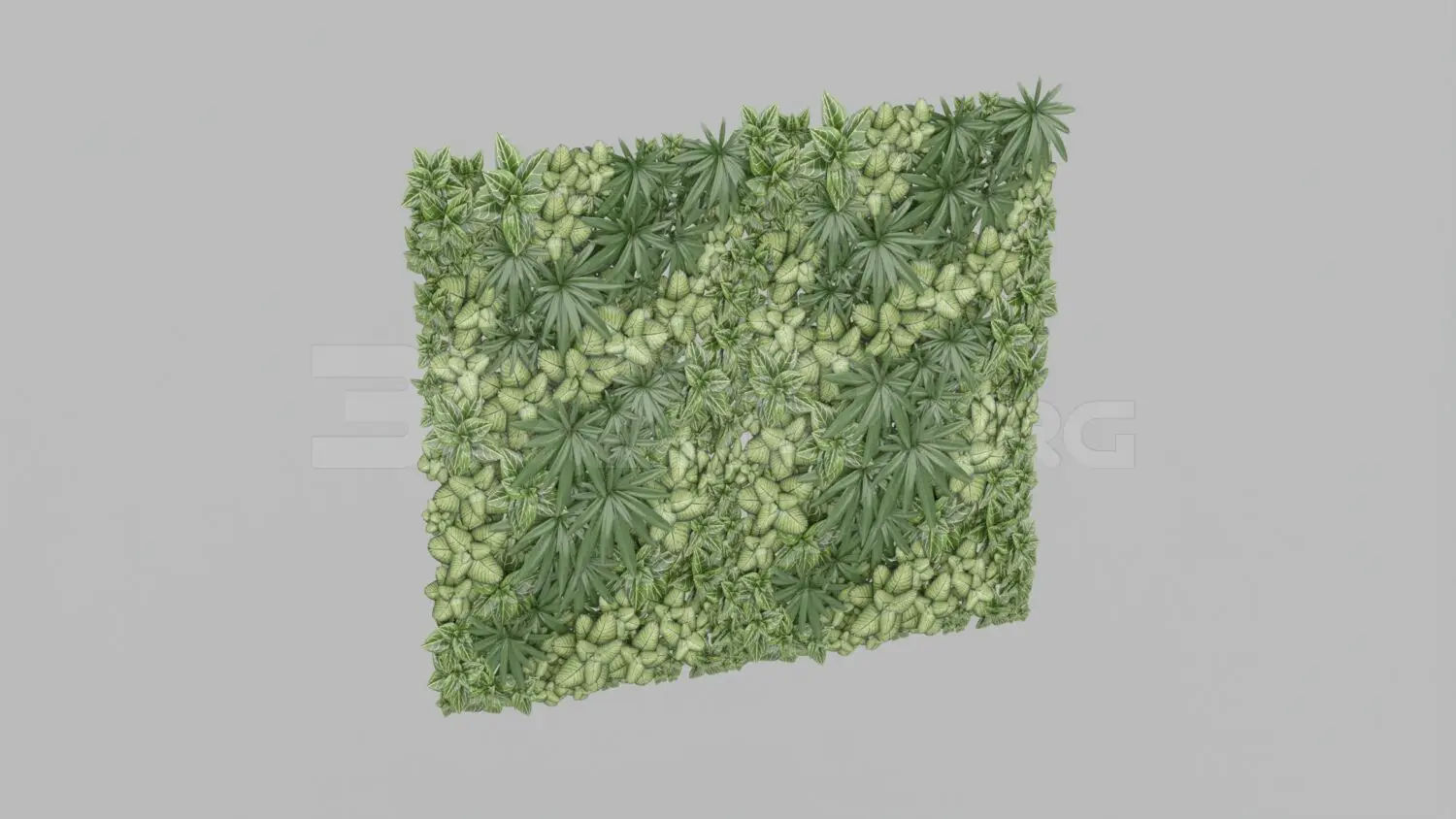 Plant