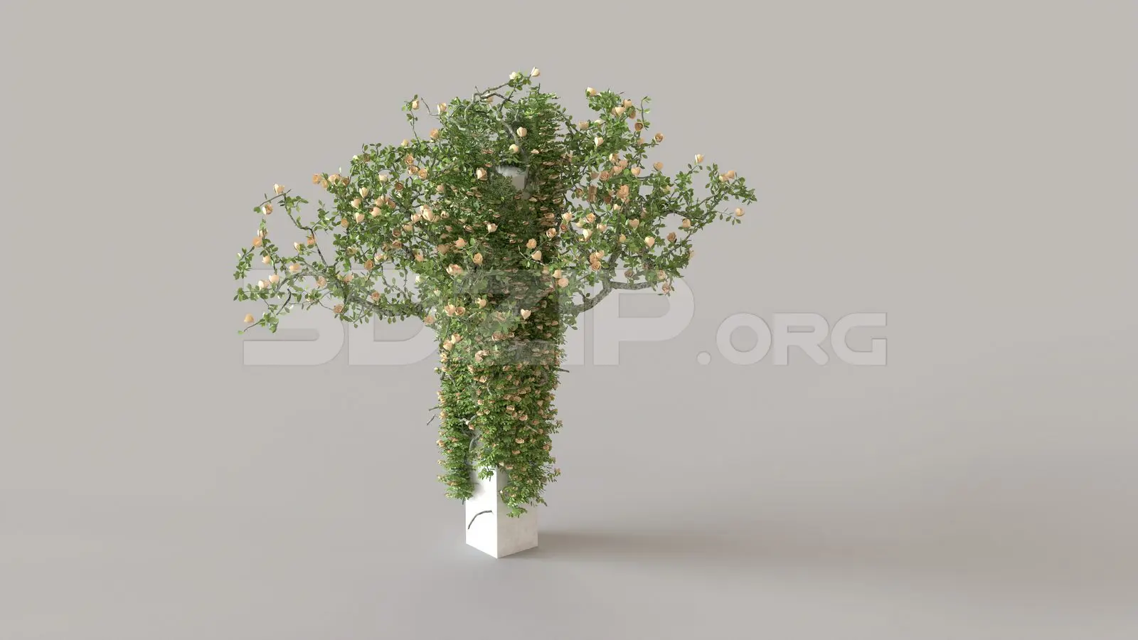 Plant