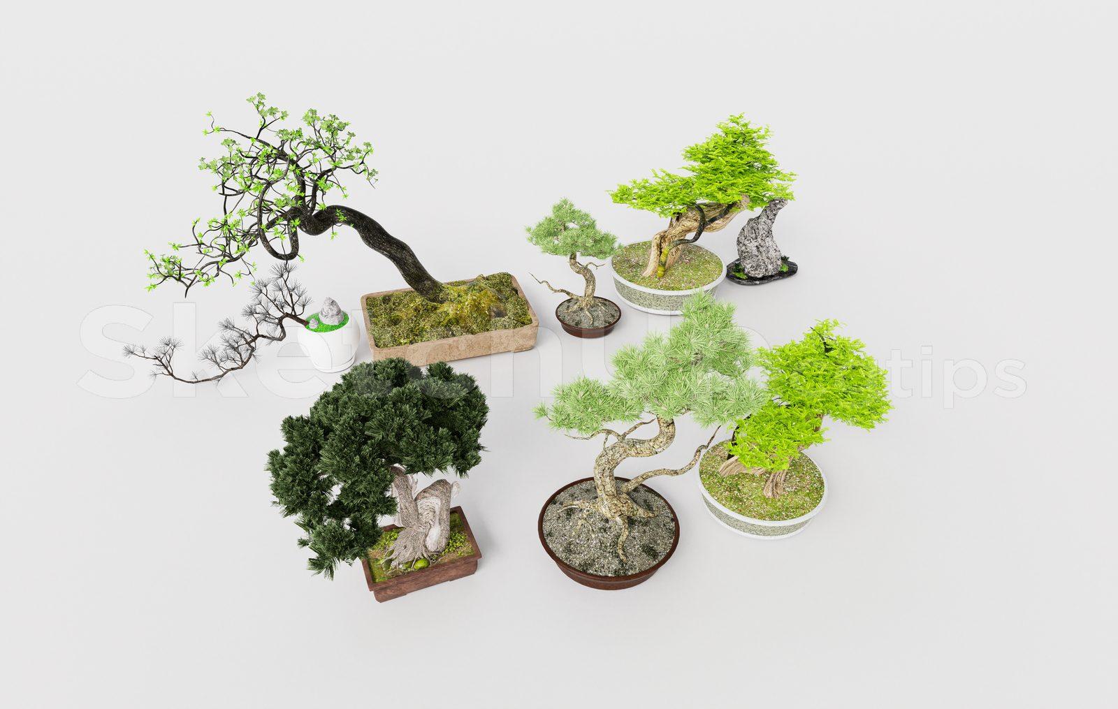 BonSai Tree