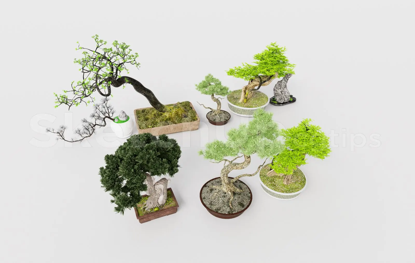 BonSai Tree